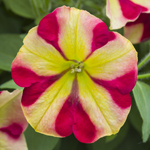 Petunia Prettytoonia Candy Pop
